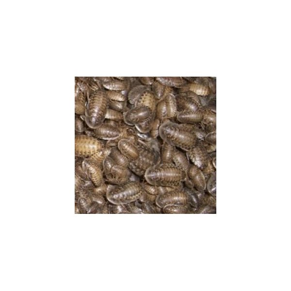 Blattes Dubia médium 100 Pièces