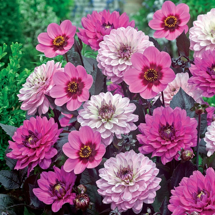 6 Dahlias à feuillage pourpre