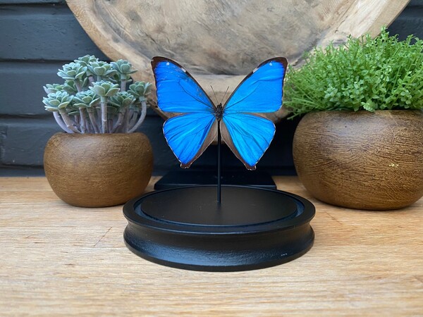 Morpho Aega butterfly in bell jar, Butterfly Box Frame taxidermy entomology nature, beauty insect taxidermy photography