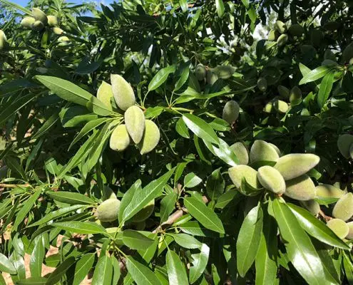Plantas de Pistacho y Almendro | Agroforestales ESLA