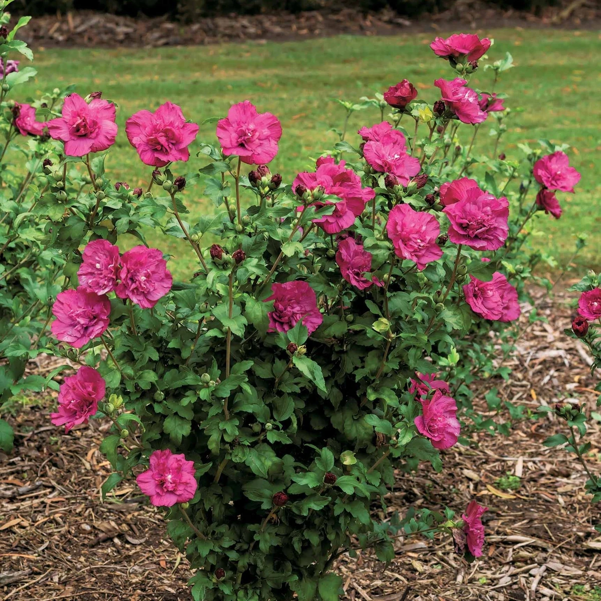 Hibiscus Magenta Chiffon
