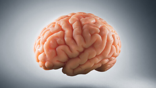 Un cerveau fonctionnel