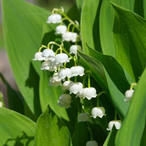 Muguet blanc
