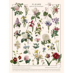 Affiche florale
