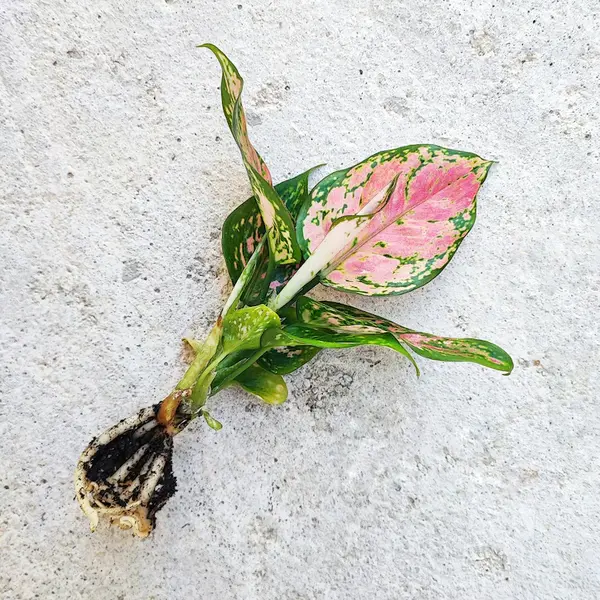 Aglaonema CHERRY BABY- très belle bouture enracinée d'aglaonema rare super rose