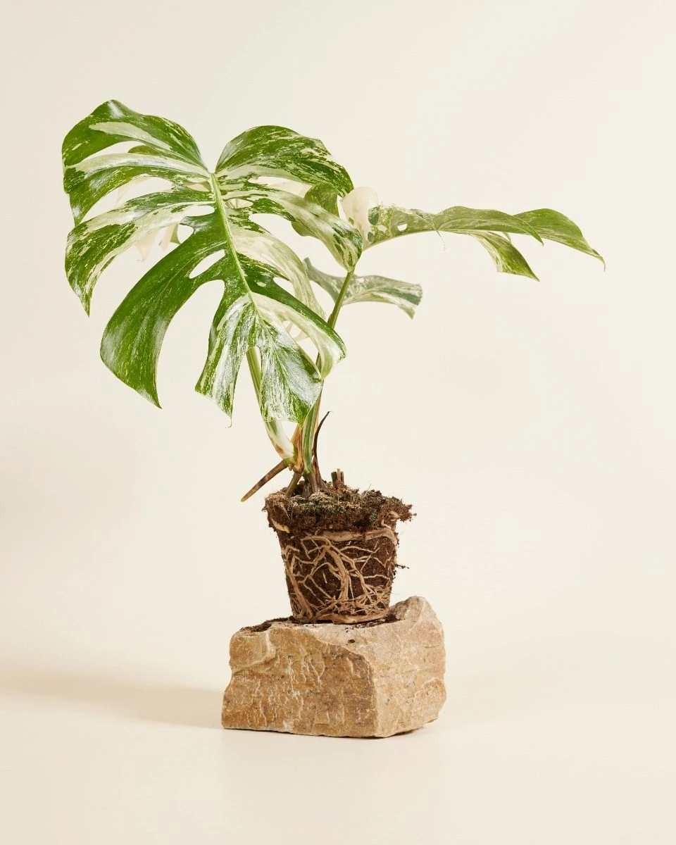 Acheter Monstera Deliciosa Variegated L (Plante-gruyère) en ligne | PLNTS.com