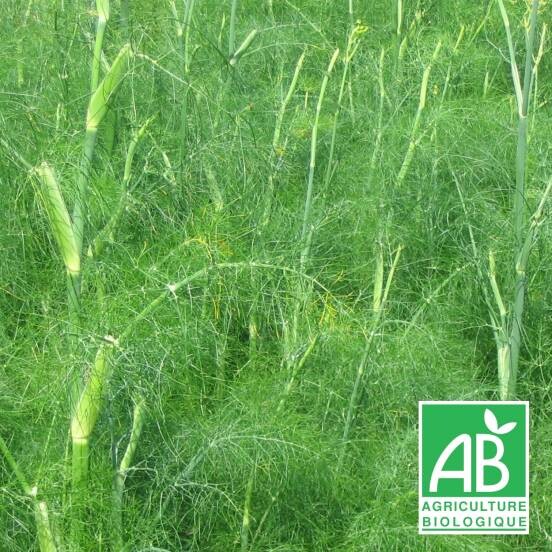 Fenouil commun vulgare BIO - Achat direct au producteur