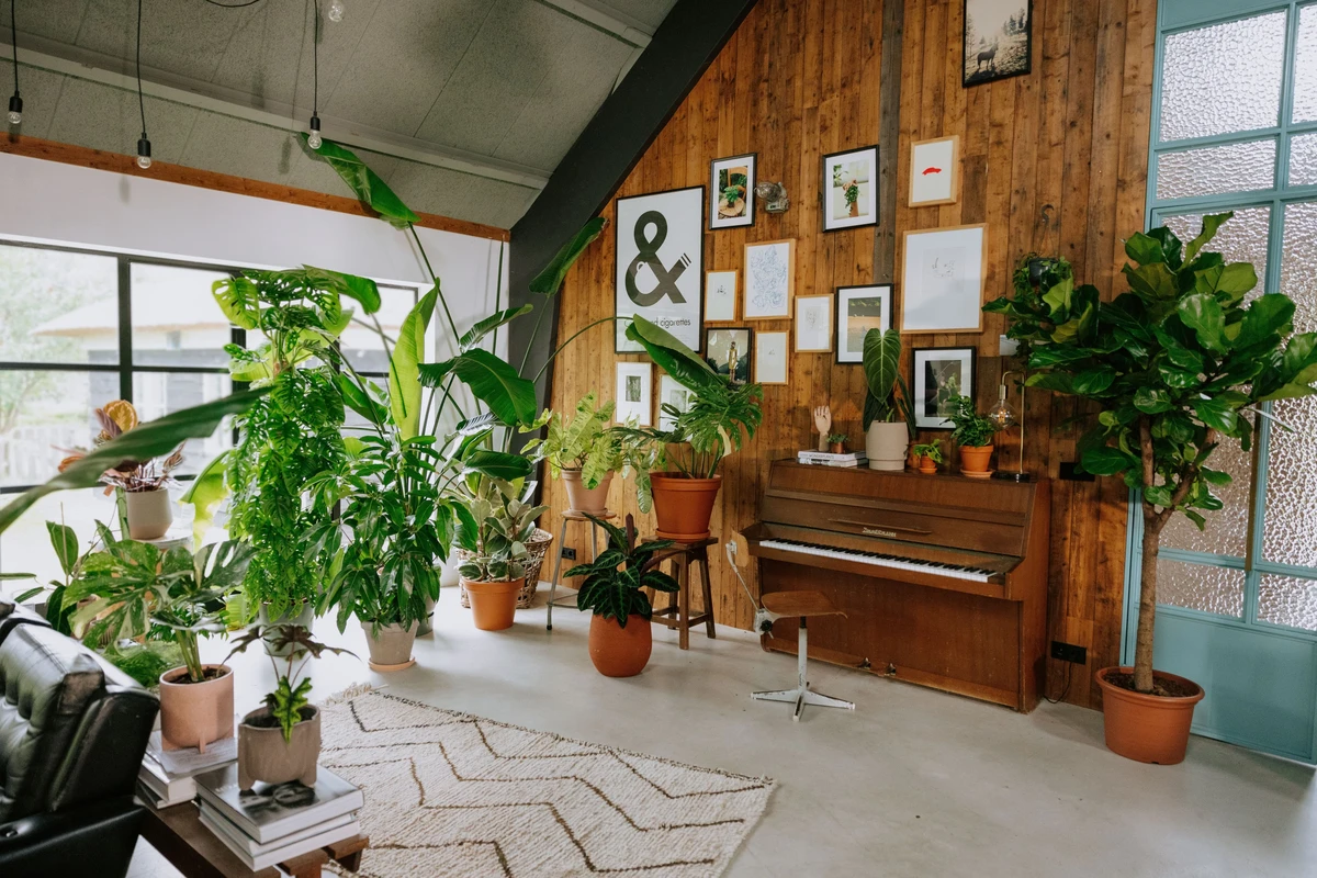 Plante surprise à sauver taille xxl 