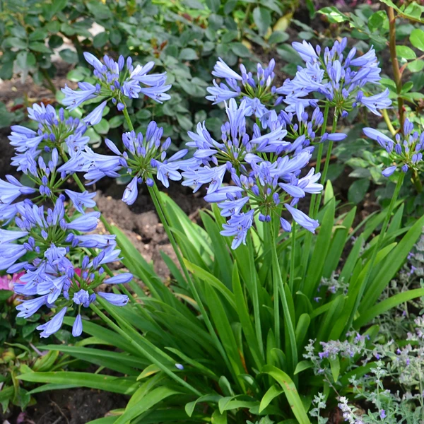 Agapanthe PITCHOUNE® Bleu
