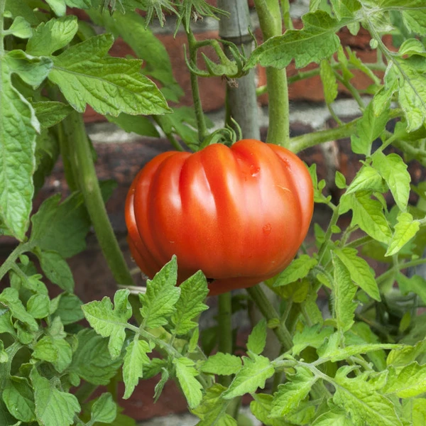 Plant Tomate Coeur de Boeuf