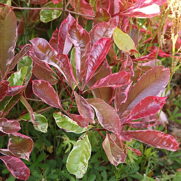 Photinia fraseri Louise