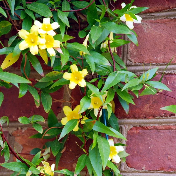 Gelsemium sempervirens