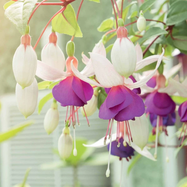 3 Fuchsias résistants au gel Blue Sarah