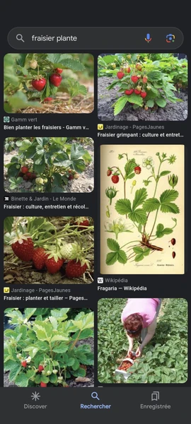 Fraisier