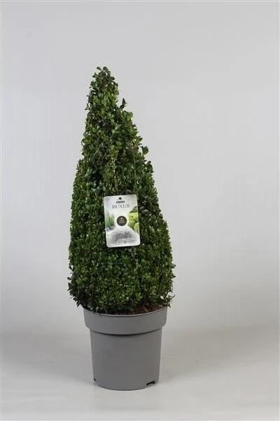 Buis Pyramide Cône 90 cm - persistant, résistant au froid, Buxus sempervirens en pot,Buis