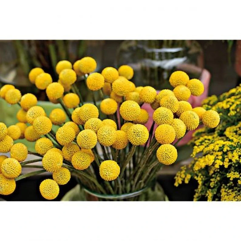 Bunch of dried flowers, dried yellow craspedia
