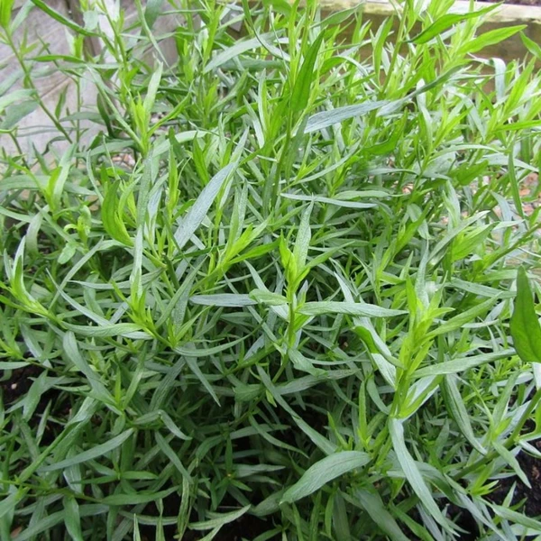 Plant estragon bio