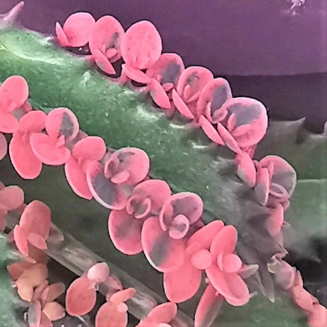 Pink Mother of Thousands 5 tiny plantlets Kalanchoe Pink Butterflies | pink succulent | very rare succulent | collectors succulent