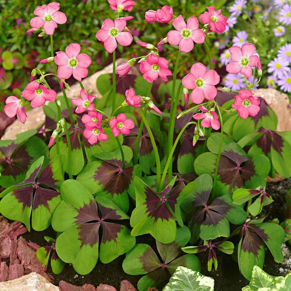 50 Oxalis deppei Iron Cross