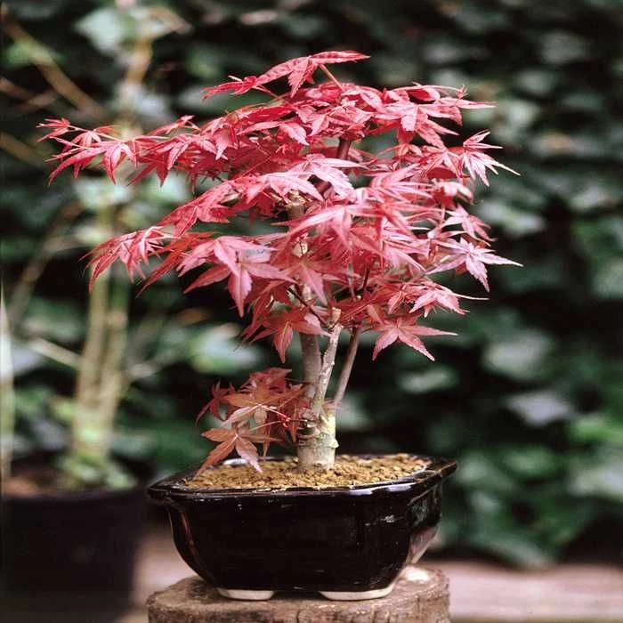 Bonsai Acer atropurpureum 15 cm pot