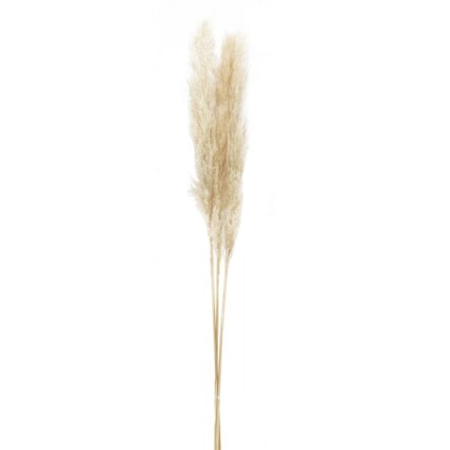 Lot de 3 plumeaux pampa coloris blanc 105cm | Maisons du Monde