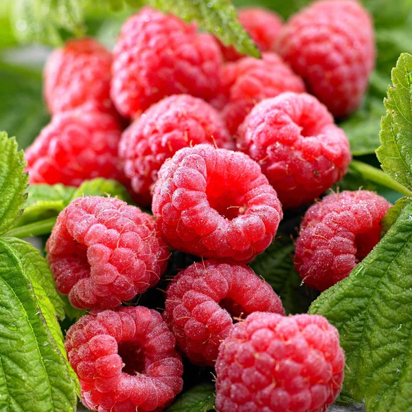 Framboisier remontant 'Twotimer Sugana Red'