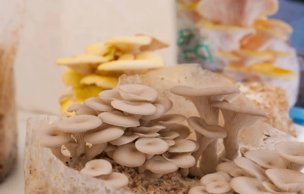 Réalisez votre kit de production de champignons