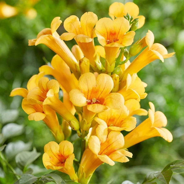 Campsis radicans 'Yellow Trumpet'