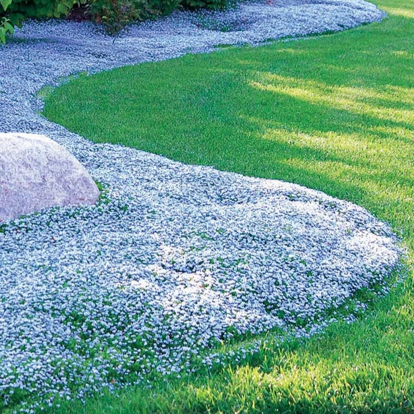 3 Étoiles bleues tapissantes