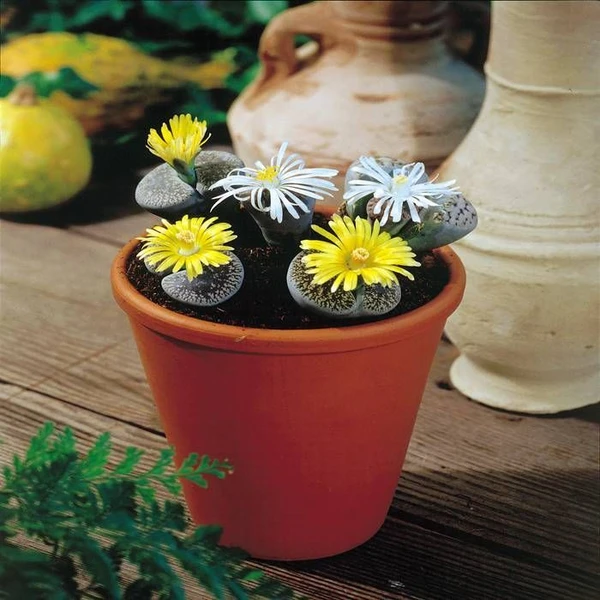 Lithops/Pierres Vivantes