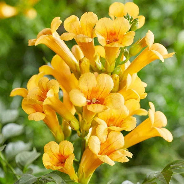 Campsis radicans 'Yellow Trumpet'