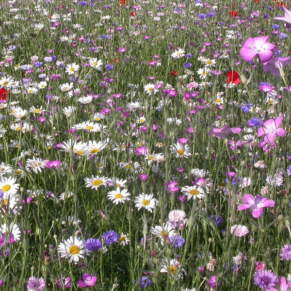 Fleurs des champs en mélange