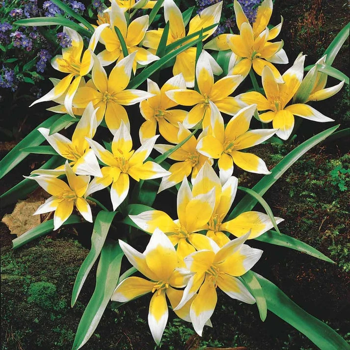 10 Tulipes botaniques Tarda