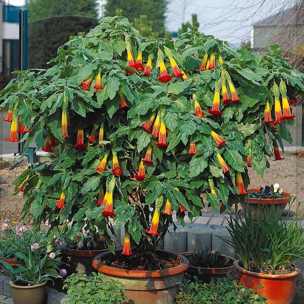 Brugmansia rouge et or