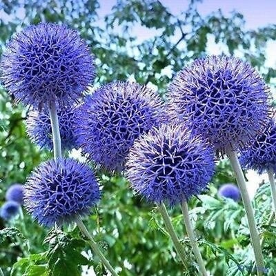 Graines Globe chardon bleu fleur (Echinops ritro) 30 + Graines