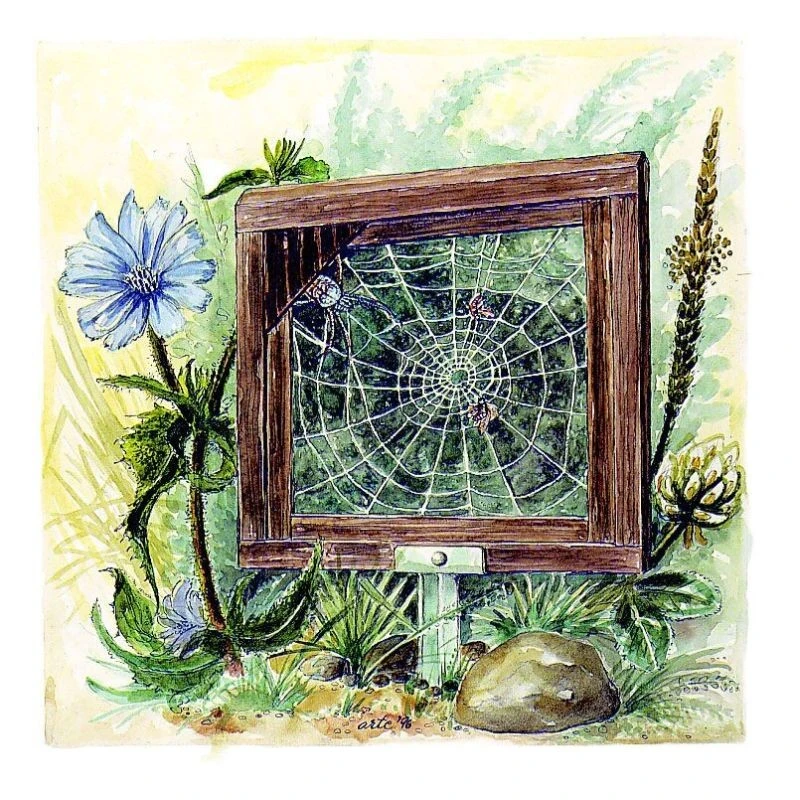 Cadre d'observation pour araignées - Bois - Schwegler (379/9)