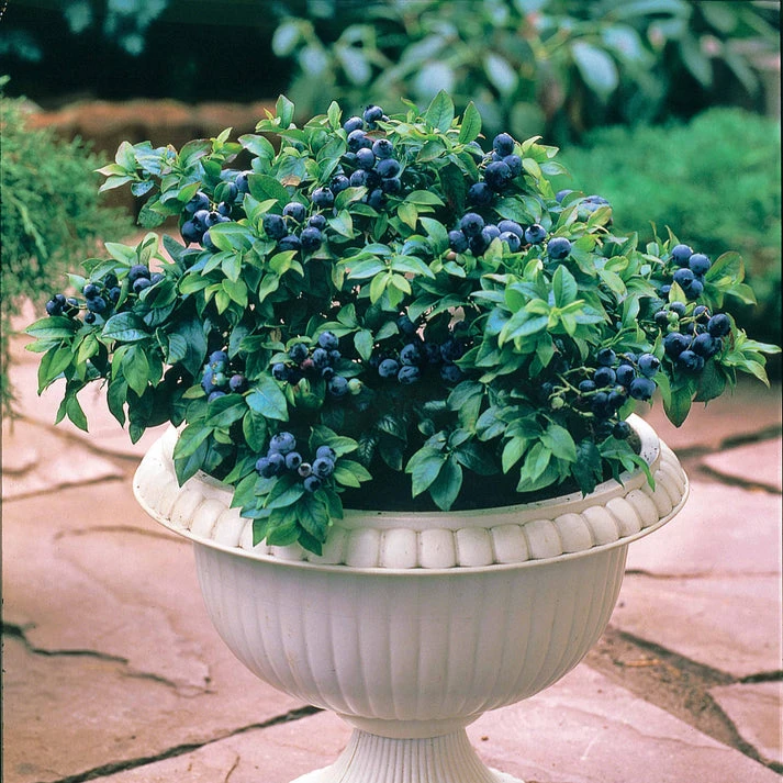 Myrtillier 'Top Hat'