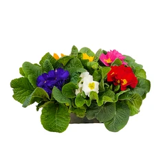 Primevère : barquette de 6 godets D8cm - Coloris variables