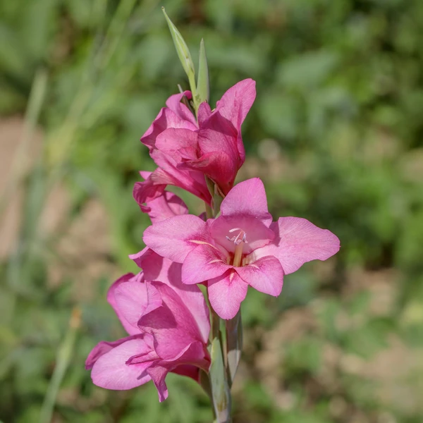 25 Glaïeuls nains roses