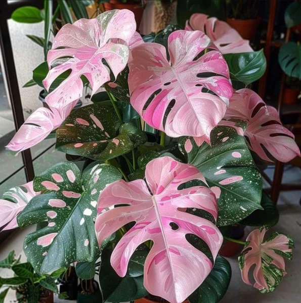 Monstera albo pink