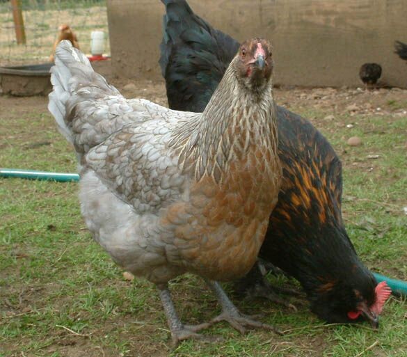 une poule olive egger 