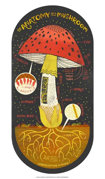 The Anatomy of a Mushroom art print