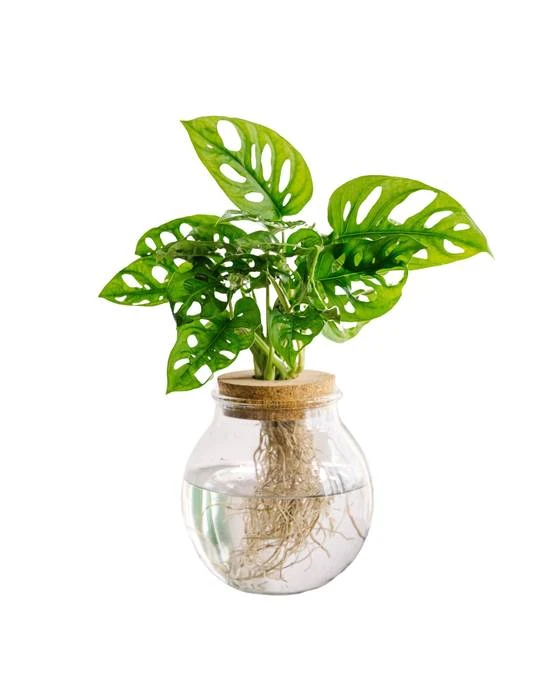 Monstera adansonii en hydroculture 25cm - Plante d'intérieur- La Green Touch