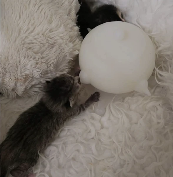 Distributeur de lait pour chatons 