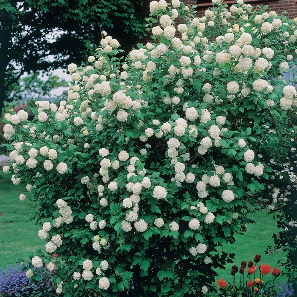 Viorne boule de neige 