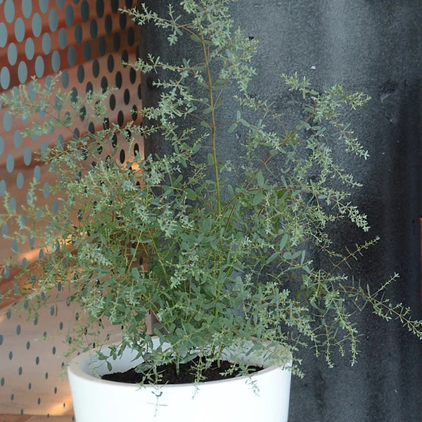 Eucalyptus gunnii France Bleu ® Rengun