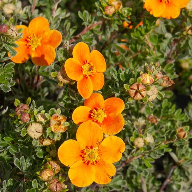 Potentille Hopley's Orange