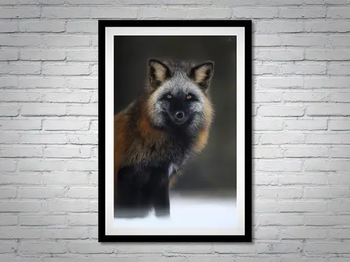 Tirage 'Portrait du prédateur'