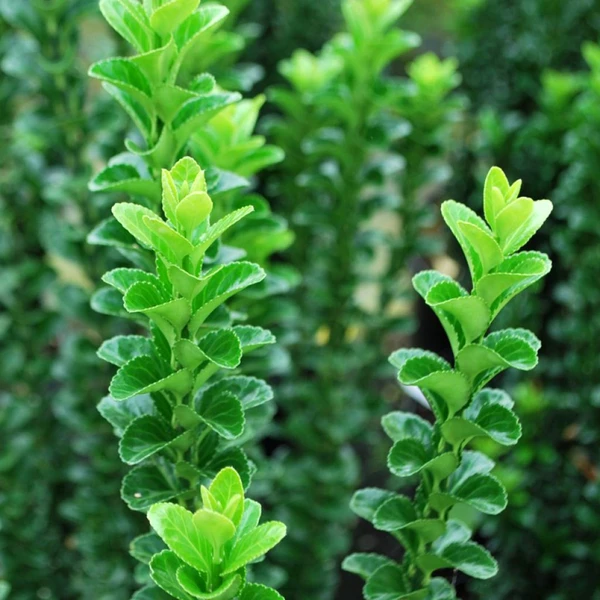 Euonymus japonicus Green Rocket - Fusain compact vert foncé, à port érigé et étroit