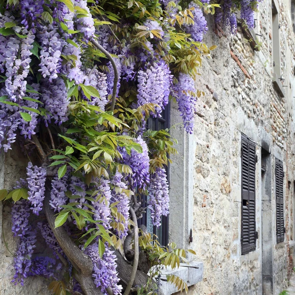 Glycine Toujours en fleurs